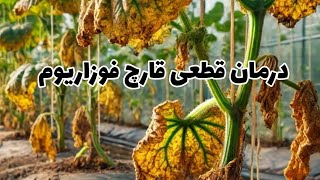درمان قطعی قارچ فوزاریوم در گوجه فرنگی، خیار، هندوانه، خربزه، جانا، طالبی | کشت فضای باز و گلخانه‌