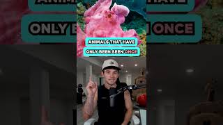 Animals That Have Only Been Seen Once
Follow me here:
Instagram ► https://www.instagram.com/sambucha
X ► https://www.x.com/sambucha
Become a Member:
https://www.youtube.com/channel/UCWBWgCD4oAqT3hUeq40SCUw/join
#shorts #animal #animals #wild #history #education #sambucha Animals That Have Only Been Seen Once