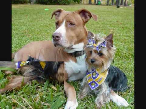 IN LOVING MEMORY OF SHAYLEIGH MAY LOVE BURKE.wmv