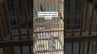 burung aviary minimalis