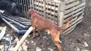 Zagari malushit me derrin eger Video-2014 Prizren