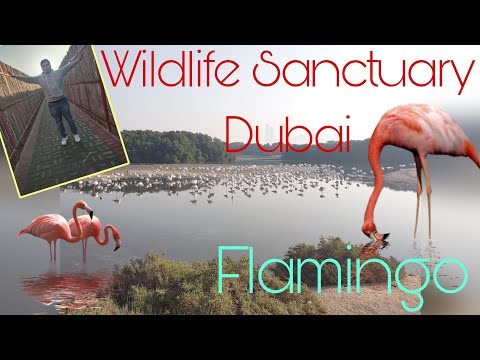 Wildlife Sanctuary Dubai Ras Al Khor || Free Attractions For Tourist || Flamingos In Dubai 😱😱