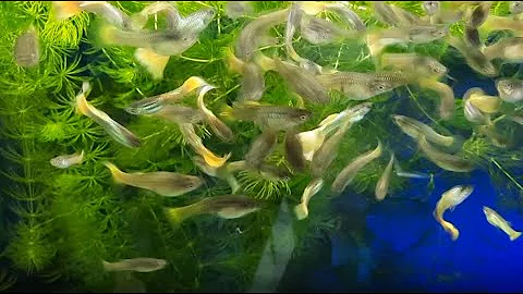 +39 мальков 2важных момента выращивания ГУППИ ДОМА.Poecilia reticulata