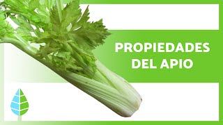 BENEFICIOS del APIO para la SALUD 🥬 (Propiedades, Para Qué Sirve y Contraindicaciones)