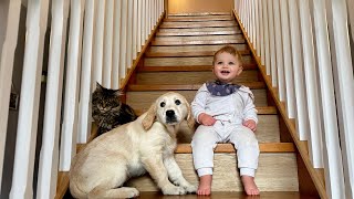 Adorable Baby Boy And Golden Retriever Puppy Learn To Climb Stairs! (Cutest Ever!!)