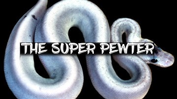 The Super Pewter (A Genetic Paradox!)