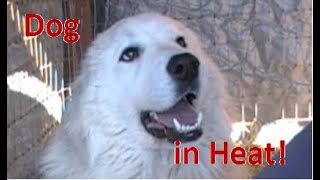 Dog in Heat!!! - Livestock Guardian Dog Management by Briar Patch Creamery 811 views 5 years ago 3 minutes, 23 seconds