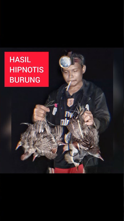 HIPNOTIS BURUNG, ALAT RECEH HASILNYA MEVVAH 😱 #shorts #hipnotis #burung