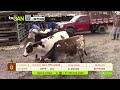 Tu vitrina ganadera - TvAgro por Juan Gonzalo Angel