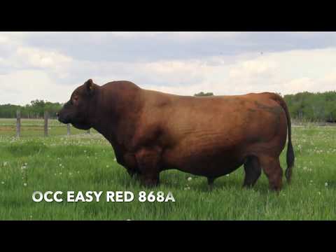 OCC EASY RED 868A
