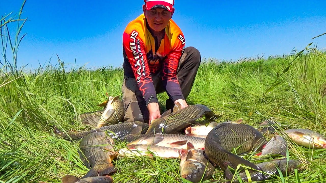 РЫБАЛКА НЕ ДЛЯ СЛАБОНЕРВНЫХ! ДИКИЕ САЗАНЫ ГНУТ ПАЛКИ ДО ВОДЫ И РВУТ КРЮЧКИ! Рыбалка на сазана 2025