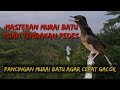 MASTERAN MURAI BATU INI TERBUKTI AMPUH MELATIH FIGHTER || FULL ISIAN KENARI LOVEBIRD CUCAK JENGGOT