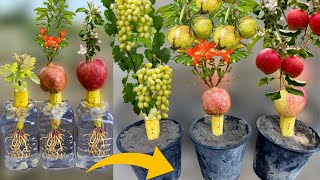 How To Grow Grapes From Grapes Apple Tree From Apple And Pomegranate Tree From Pomegranate in Banana