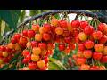 How Rainier Cherries Are Grown | From Planting to Harvest | Ultra Heavy Fruiting Documentary