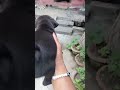cute black pug puppy#shortsfeed #shortvideo #youtubeshorts #dogshorts