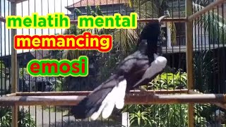 terapi dasar melatih mental menaikan emosi dan birahi kacer trotolan