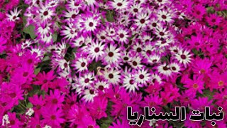 موعد  وطريقة  زراعة نبات السناريا Planting  of Cineraria