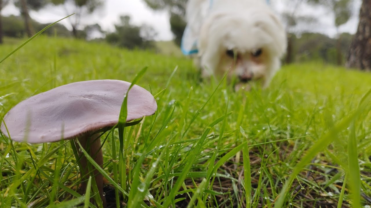 СОБАКА ИЩЕТ ГРИБЫ И НАХОДИТ, НАПОЛНИТЕ КОРЗИНУ ГРИБАМИ!