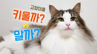 고양이를 키울까? vs 말까? 고민하는 그대에게