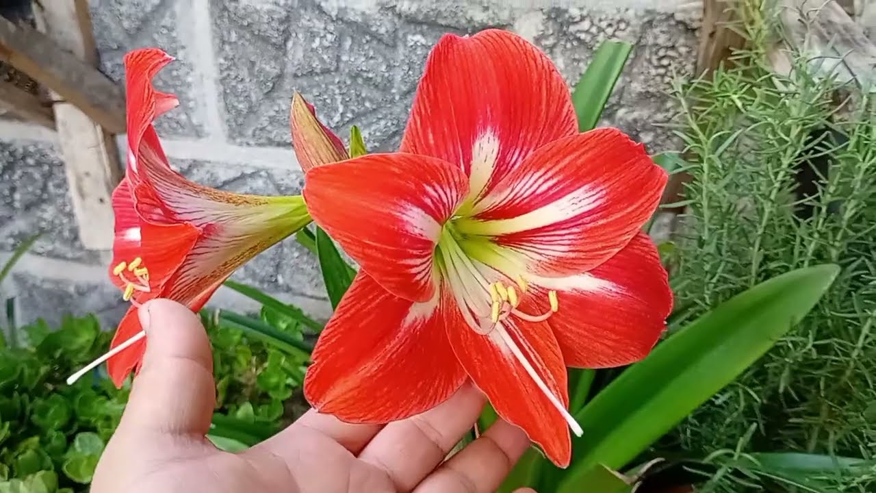 Mostrando flores y trasplante 