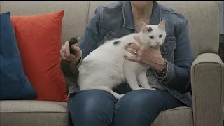 Pet of the Week: Meet Ralph the Sweet 11‑Month‑Old Kitty | Midwest Access