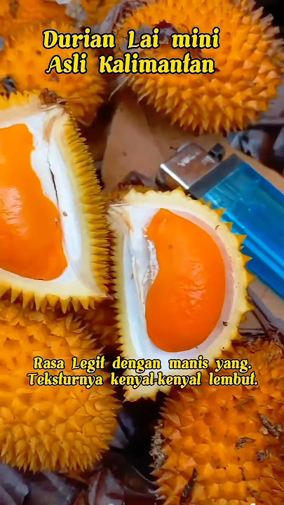 'Durian Lay Mini: Si Mungil Manis dari Kalimantan! 🌿🥭'