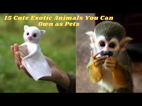 15 Cute Exotic Animals You Can Own as Pets - Black Cat