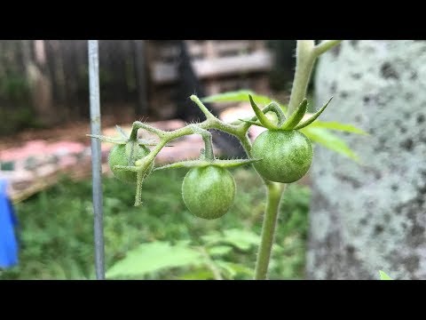 Video: Cà chua Heatmaster là gì - Thông tin về cà chua Heatmaster