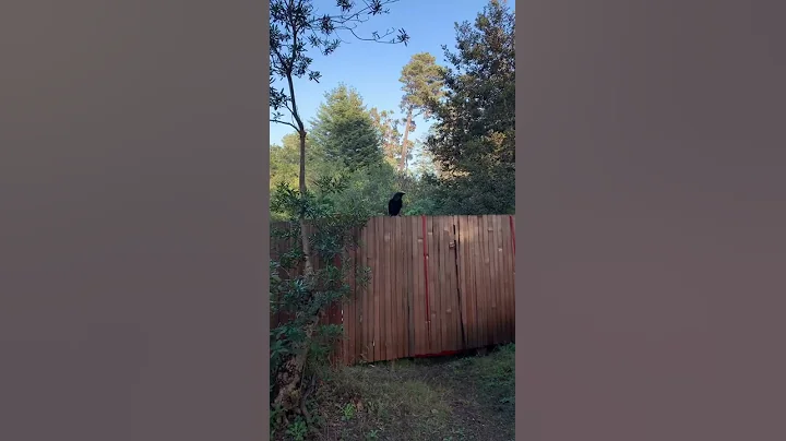 Dueling Ravens