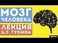 Лекция Д.Е. Губина «Мозг человека. Часть 1. Стресс и защита от его разрушающего действия»