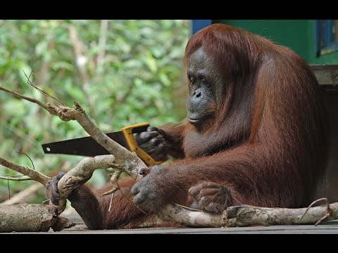 Duel de sciage d'orang-outan robot contre un orang-outan sauvage