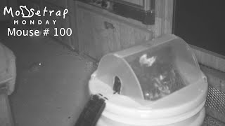 Catching 100 Mice With The Dizzy Dunker - Full Motion Camera