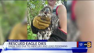 Famous Bald eagle rescued from James River dies from mercury and lead poisoning Profile