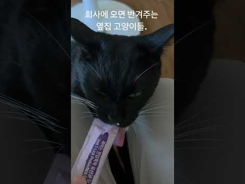 회사에 도착하면 제일 먼저 반겨주는 옆집 고양이들. 츄르를 내놔라~