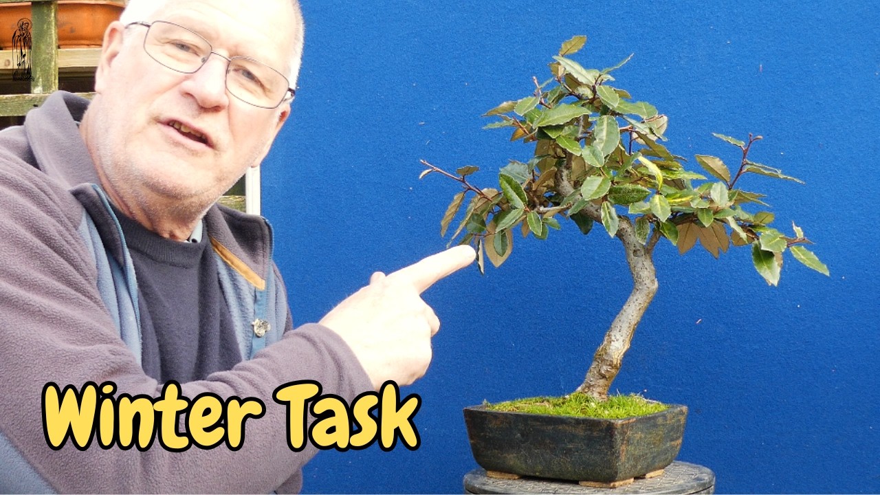 How to Reduce Leaf Size by 50% on this Evergreen Bonsai! | A Full Year of Care & Development