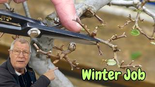 Evergreen Bonsai Timelapse: How to reduce Leaf Size by 50%
