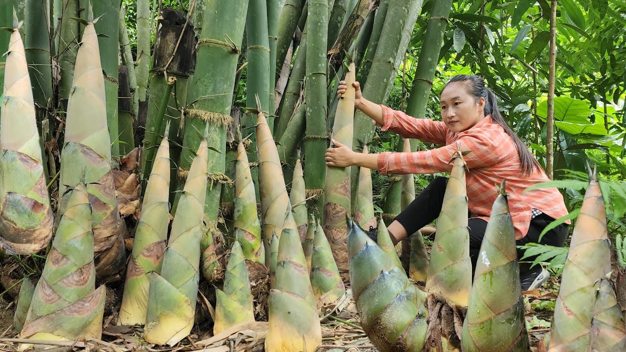 Harvesting giant bamboo shoots that grow naturally in the forest bringing them to the market to sell