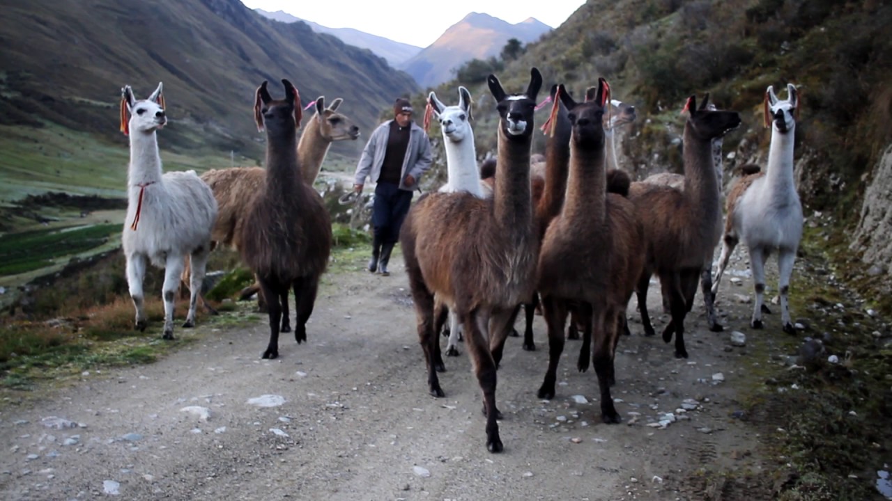 Emil Witt - Peru x Andy x Amazonia