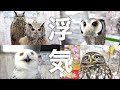 【浮気】フクロウ飼ってるのにフクロウカフェに行ってきました…