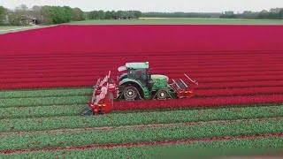 Reaper Binder Machine,Tulip Bulbs.Cabbage Harvest