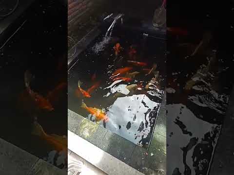 Koi Koi
