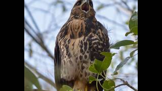 V.U.E.L.O. - Aves rapaces