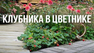 Декоративные цветники с клубникой. Правильный способ посадки клубники (земляники садовой).