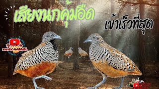 เสียงนกคุ้มอืด เข้าเร็วที่สุด หมานๆ screenshot 5