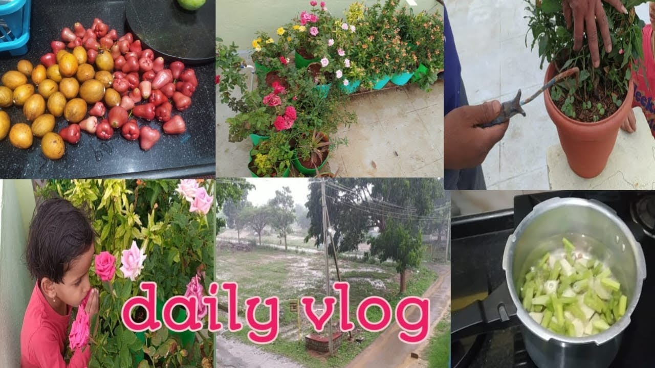 Daily vlog  ಎಷ್ಟೊಂದ್ ಗುಲಾಬಿ ಬಿಟ್ಟಿದೆ 🌹 A day well spented💫 @charvi,s world