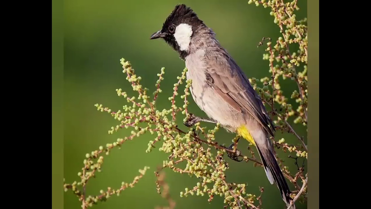 تغريد بلبل وحشي طور