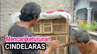 Mencari keturunan I AM  CINDELARAS
