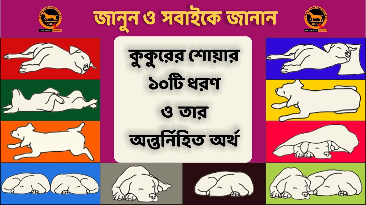 Dog sleeping positions and their meaning | Bengali | QDogS