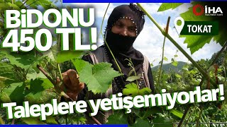 Tokatın Meşhur Üzüm Yaprağı Lezzeti Ve Fiyatı Dikkat Çekiyor