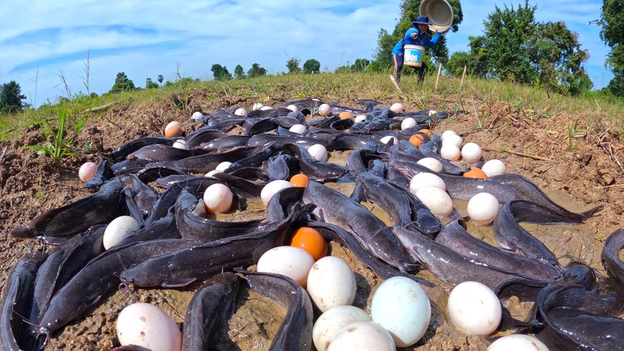 best hand fishing - catching a lot of fish and pick duck egg at field by hand skill